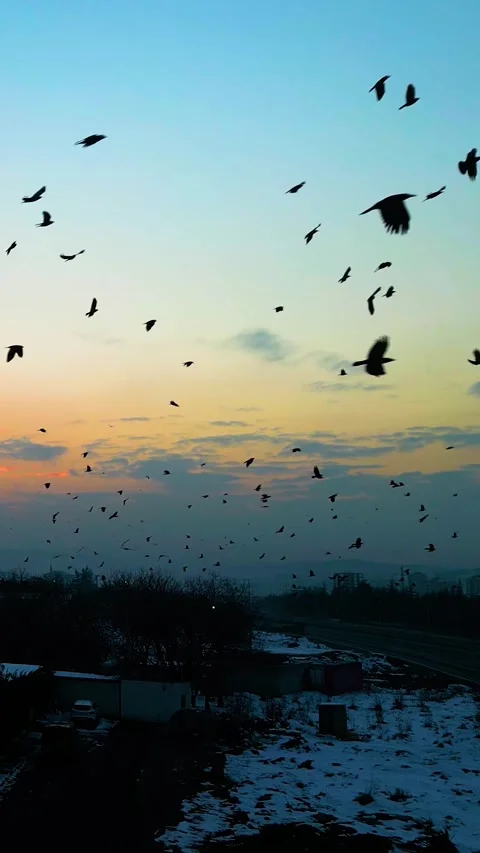 Sunset Drone Flying Crows Over Road Vertical Video Stock-Footage 334883831