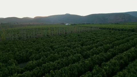 Sunset Drone Flyover of Citrus Orchard Rows and Distant Hills Stock Footage 338121453