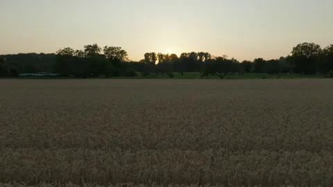 Sunset drone movement over golden field Stock-Footage 263479428