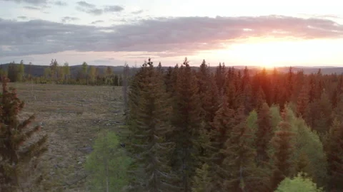 Sunset drone over pine forest gives way to deforested land, aftermath of Stock Footage 238513793