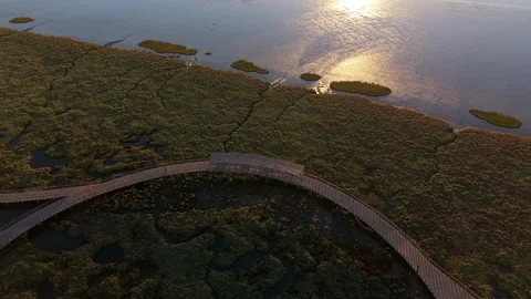 Sunset drone shot over winding boardwalk in lush, tranquil wetland landscape Stock Footage 345223310