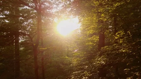 Sunset Drone Shot Through The Forest Stock Footage 91622893