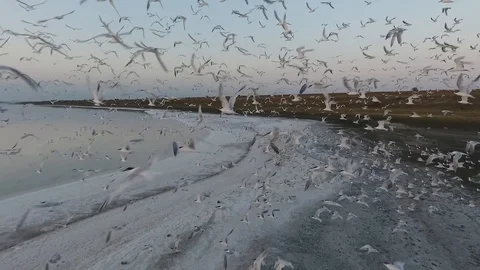 Sunset drone surrounded by thousands of seagulls Stock Footage 103463627