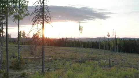Sunset drone view of exposed land in wilderness after damaging Stock Footage 237986399