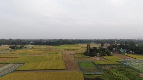 Sunset Drone View Over Rice Farmland Stock Footage 334677599