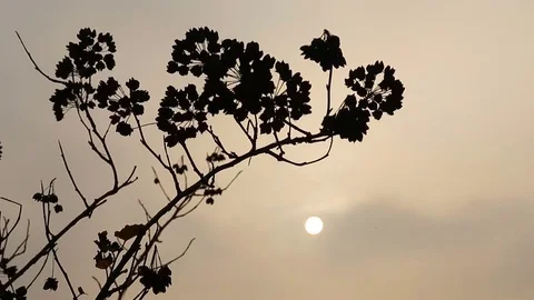 Sunset, the dry branch in the wind. backlight Stock Footage 83630621