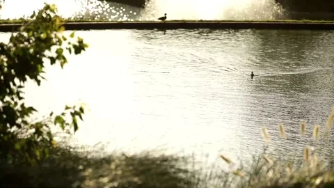 Sunset Duck Video stock 139681238