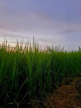 Sunset in Dumai city Stock Photos