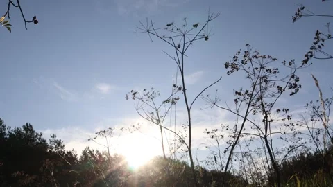 Sunset during autumn Stock Footage 255966131