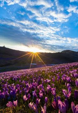 Sunset During Crocus Bloom at Velika Planina Stock Photos