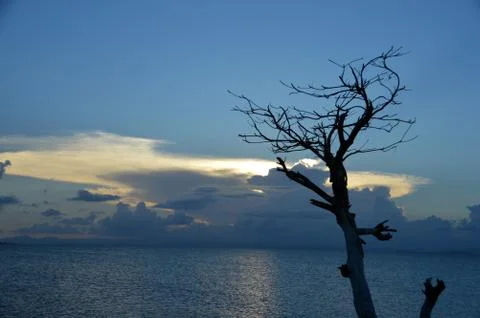 Sunset with dying tree Foto stock