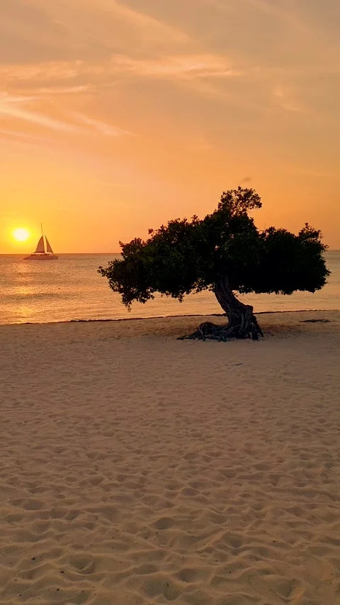 Sunset at Eagle beach Aruba with sailing boat Stock Footage 229943583