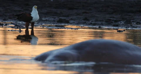 Sunset, eagle with hippo in the water. African Fish-eagle, Haliaeetus vocifer, b Stock Footage 164647555
