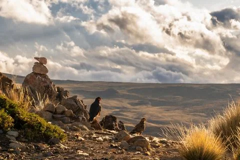 Sunset eagles Foto stock