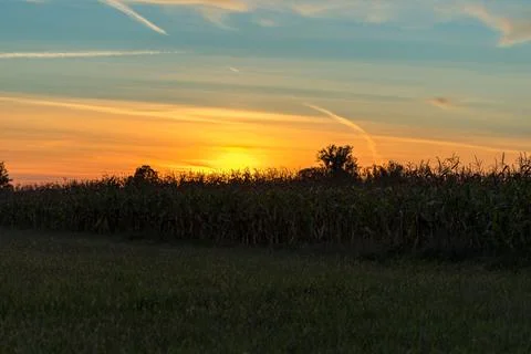 Sunset at the edge of a corn field. Foto stock