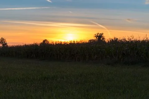 Sunset at the edge of a corn field. Foto stock