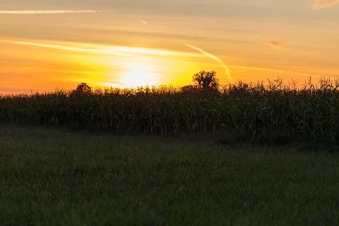 Sunset at the edge of a corn field. Foto stock