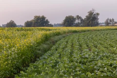 Sunset at the edge of a corn field. 스톡 사진