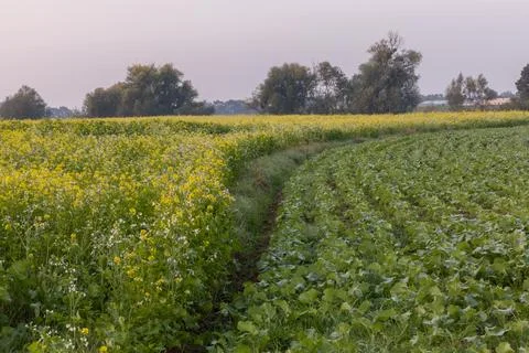 Sunset at the edge of a corn field. 스톡 사진