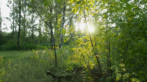 Sunset On The Edge Of The Forest Stock Footage 67133909
