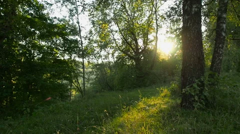 Sunset On The Edge Of The Forest Stock Footage 67139100