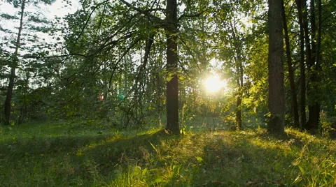 Sunset On The Edge Of The Forest Stock Footage 67139460