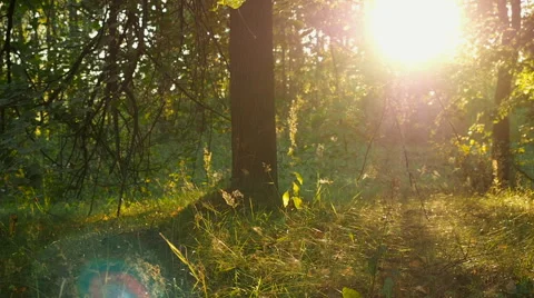 Sunset On The Edge Of The Forest Stock Footage 67143689