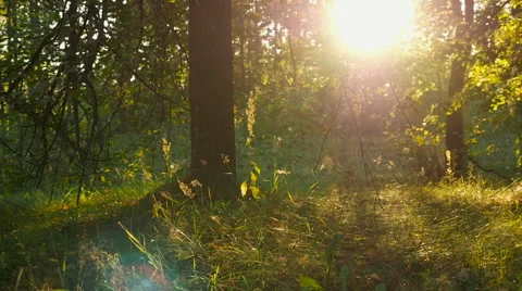 Sunset On The Edge Of The Forest Stock Footage 67144126