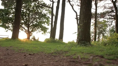 Sunset on the edge of the forest Stock Footage 92406720