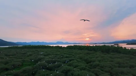 At sunset, egrets glide over the lush mangroves Stock Footage 285494612