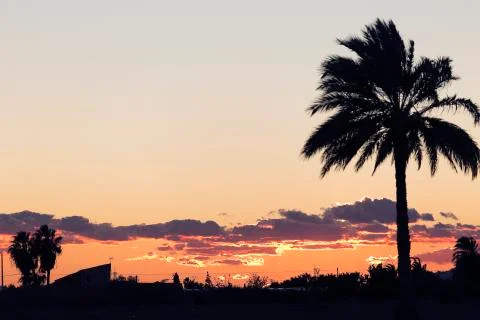 Sunset in Elche with palm trees in the foreground. Stock Photos