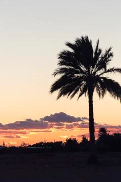 Sunset in Elche with palm trees in the foreground. Stock Photos