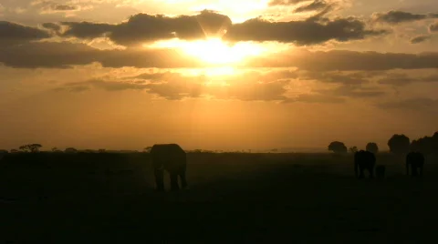 Sunset with elephant Stock Footage