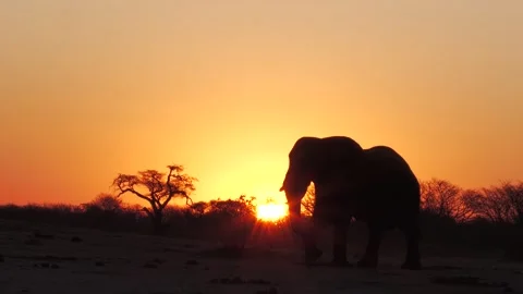 Sunset elephant silhouette 01 Stock Footage 284948172