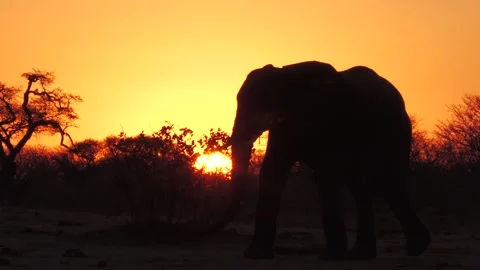 Sunset elephant silhouette 02 Stock Footage 284948173