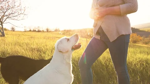 Sunset Embrace Woman's Endearing Playtime with Domestic Dogs Stock Footage 278388564