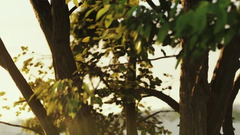 Sunset Embraces Trees, Casting Golden Light Through Vibrant Leaves Stock Footage 344529420
