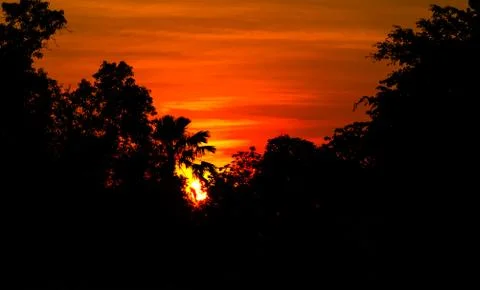Sunset in the evening after the big tree. The orange light yellow contrast tr Stock Photos
