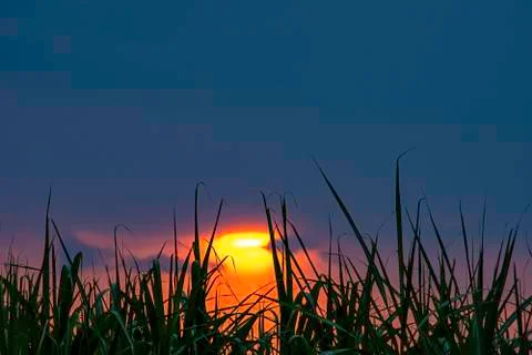 Sunset in the evening after the grass Stock Photos