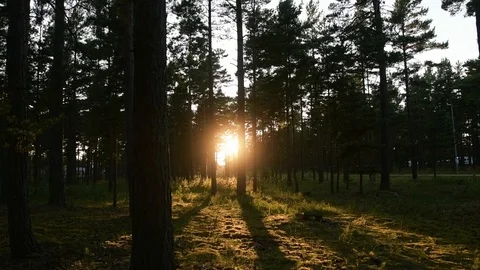 Sunset in evening forrest Stock Footage 100974594
