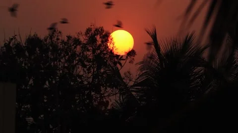 Sunset evening Golden sky Sunset view birds flying Nature Stock Footage 163958506