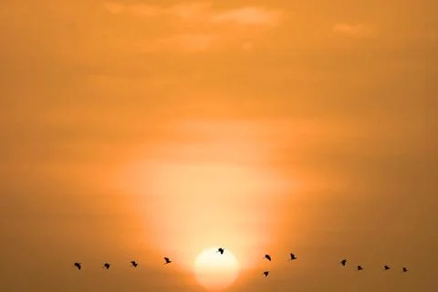 Sunset on evening light orange cloud on the sky and birds flying Stock Photos