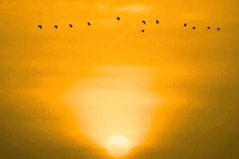 Sunset on evening light orange cloud on the sky and birds flying Stock Photos
