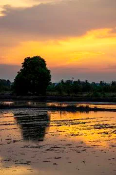 Sunset the evening light through the clouds and  trees. Stock Photos