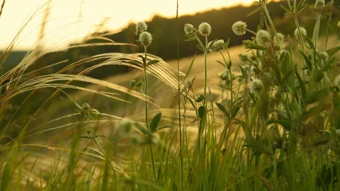 Sunset evening in a meadow with forest herbs Stock Footage 130123769