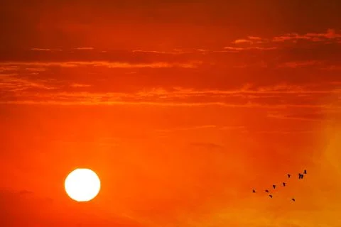 Sunset on evening orange red cloud on the yellow sky and silhouette birds fly Stock Photos
