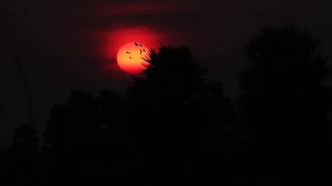 Sunset Evening Red sky trees nature Landscape Stock Footage 222743722