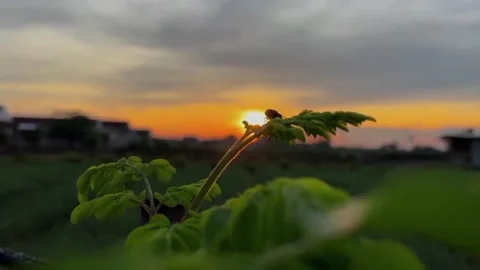 Sunset the evening sun and the scenery Video stock 239857866