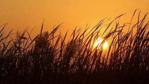 Sunset Evening Sunset - Reeds in the Wind Stock Footage 259545210