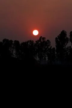 Sunset in evening of trees. Foto stock